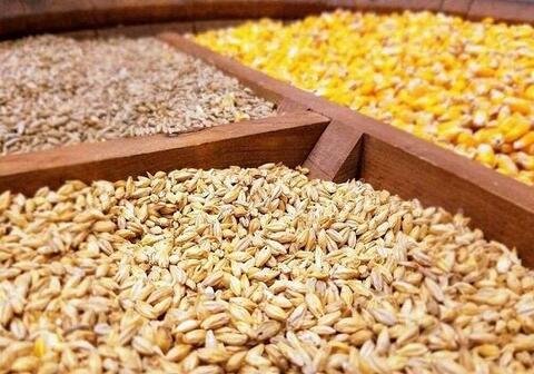 گلایه های دامداران از افزایش نهاده های دامی/ گرانی افسارگسیخته در بازار مرغ و تخم مرغ