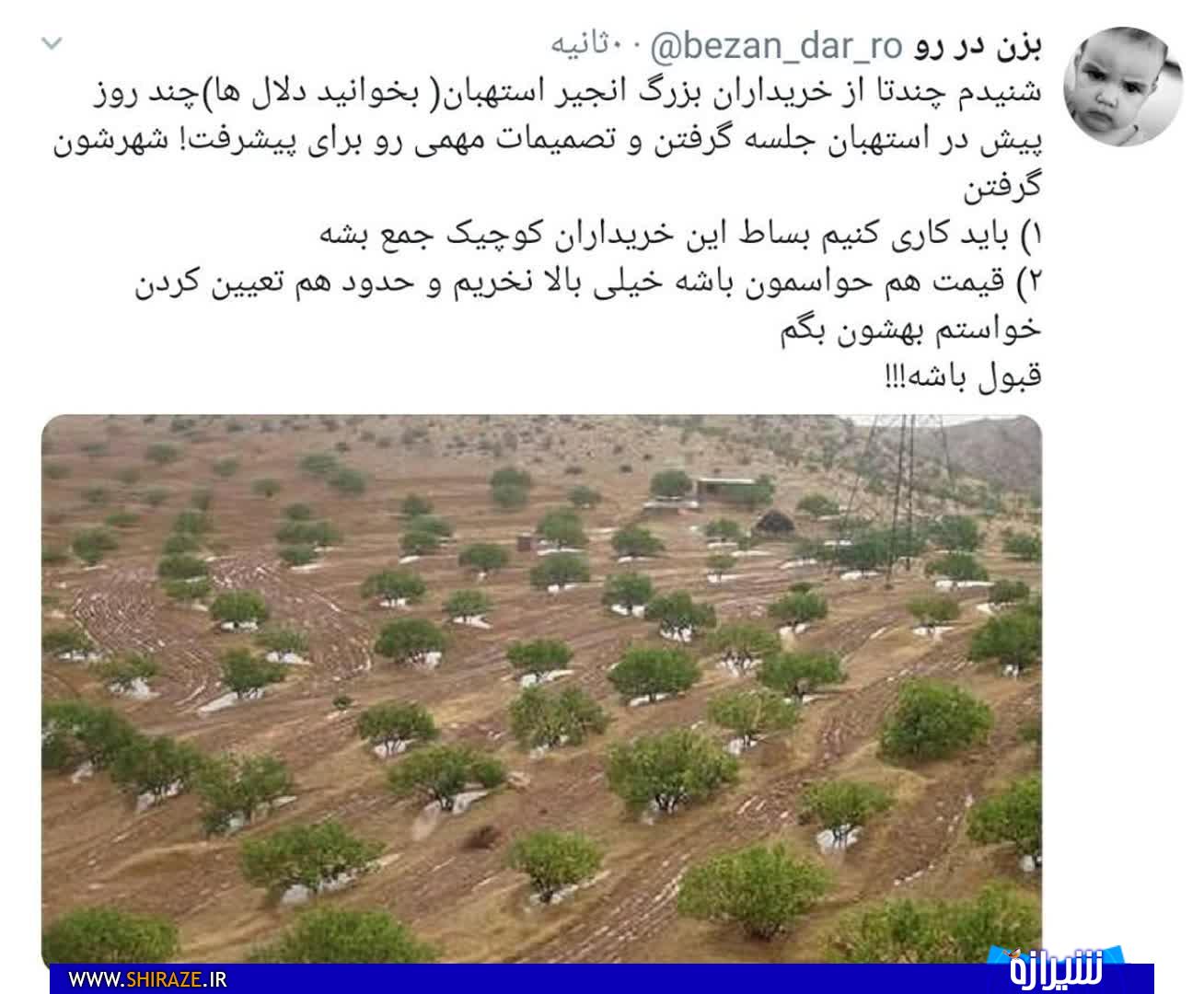 جلسه خریداران بزرگ انجیر تعیین کننده سر نوشت استهبان جلسه خریداران بزرگ انجیر تعیین کننده سر نوشت استهبان