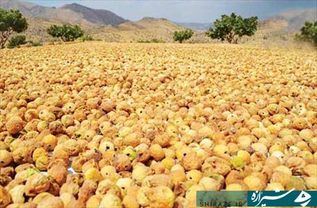 جای خالی شهرک تخصصی و صنایع فراوری/میز انجیر فارس در هاله ای از ابهام