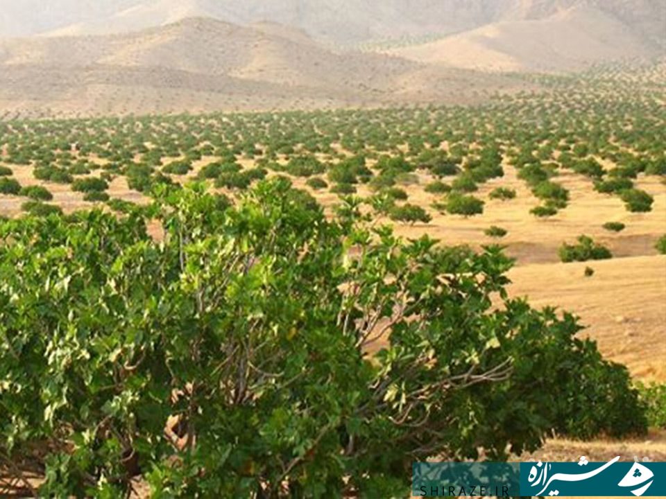 جای خالی شهرک تخصصی و صنایع فراوری/میز انجیر فارس در هاله ای از ابهام