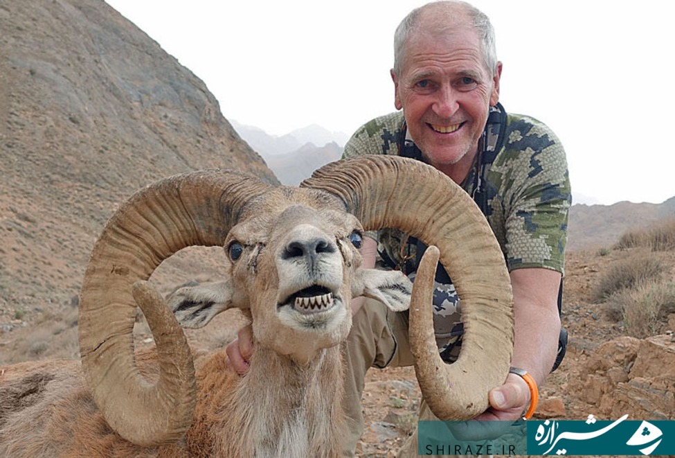 فراخوان شرکت‌های خارجی برای شکار در ایران/ پروانه شکار قوچ لارستان ۵۹،۵۰۰ یورو!