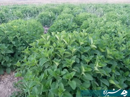 از سرمایه اولیه ۵۰۰ هزار تومانی تا بزرگترین تولید کننده نشا و برگ در کشور/ حکایت جوانی استان فارسی که پس از کارآفرینی به خودکفایی رسیده است