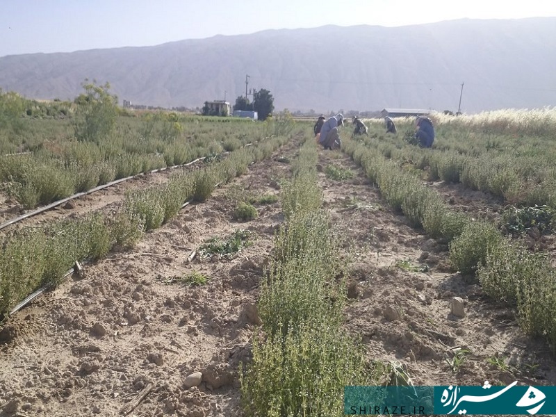 از سرمایه اولیه ۵۰۰ هزار تومانی تا بزرگترین تولید کننده نشا و برگ در کشور/ حکایت جوانی استان فارسی که پس از کارآفرینی به خودکفایی رسیده است