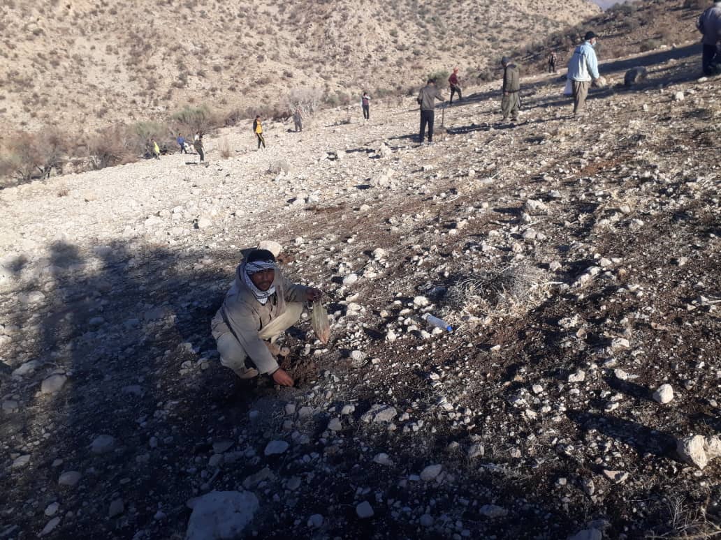 آغاز پویش ملی بذرکاری برای احیای پوشش های گیاهی در شهرستان کوار
