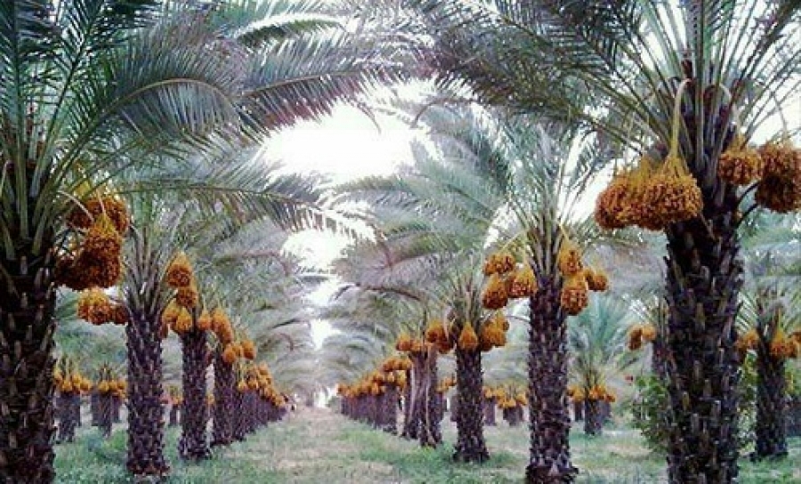مشکل آب در قطب لیموشیرین و خرما استان فارس همچنان مطالبه مردم است