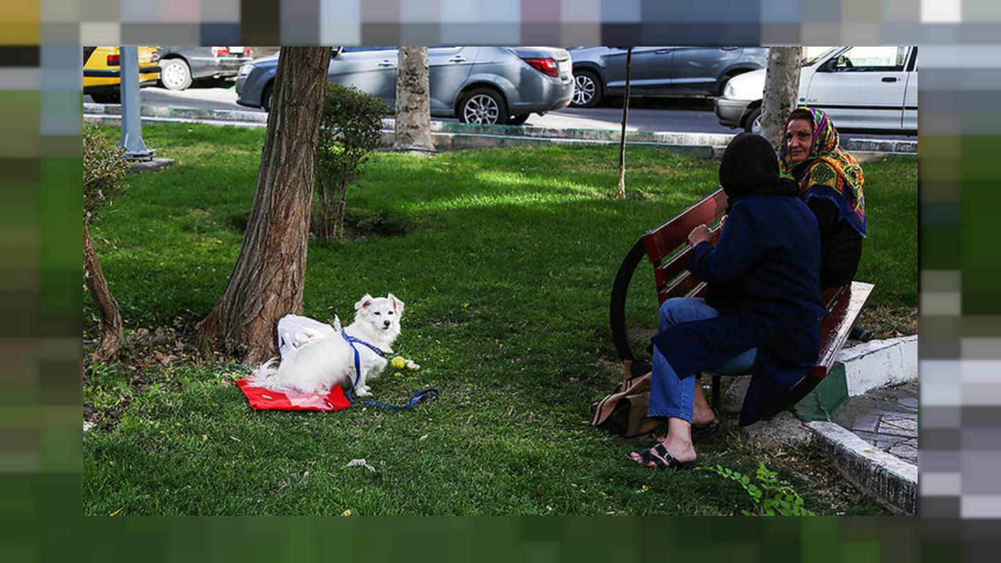 حقوق شهروندی زیر پای حیوانات/برخورد با سگ گردانی از درج در قانون تا واکنش مسئولان حقوق شهروندی زیر پای حیوانات/برخورد با سگ گردانی از درج در قانون تا واکنش مسئولان