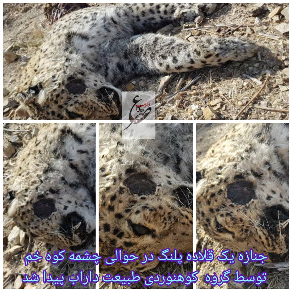 کشف بقایای لاشه یک فرد پلنگ در چشمه کوه خم شهرستان استهبان کشف بقایای لاشه یک فرد پلنگ در چشمه کوه خم شهرستان استهبان