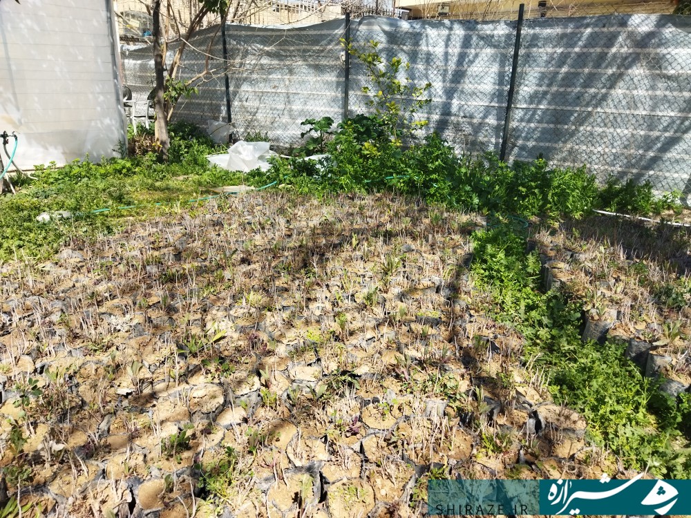 سبزه عید مهربانی؛ازکار آفرینی تا عدم همکاری مدیران فارس