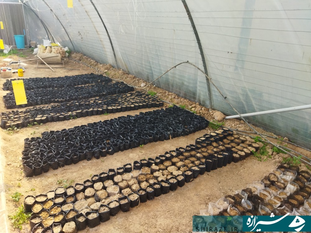 سبزه عید مهربانی؛ازکار آفرینی تا عدم همکاری مدیران فارس