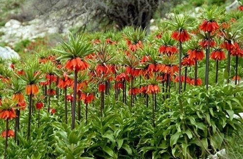 مناطق گردشگری لرستان/ لرستان، سرزمین آبشارهای فراوان مناطق گردشگری لرستان/ لرستان، سرزمین آبشارهای فراوان