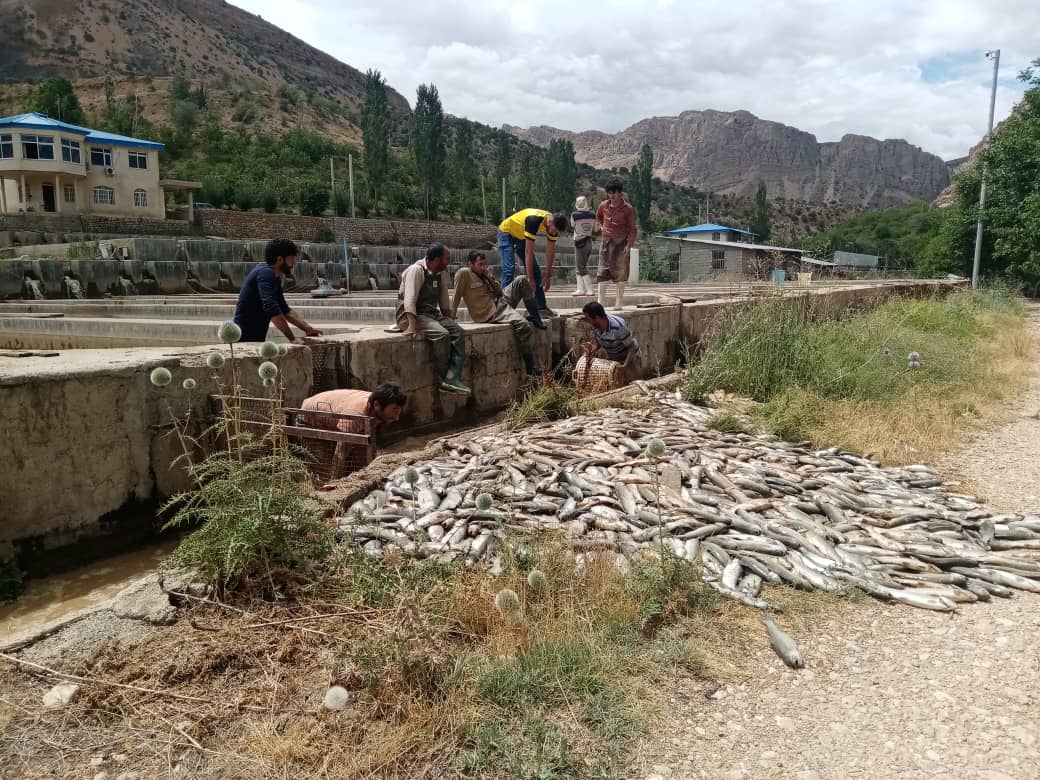 خسارت ۲۳۷ میلیارد ریالی سیل به مزارع پرورش ماهی فارس