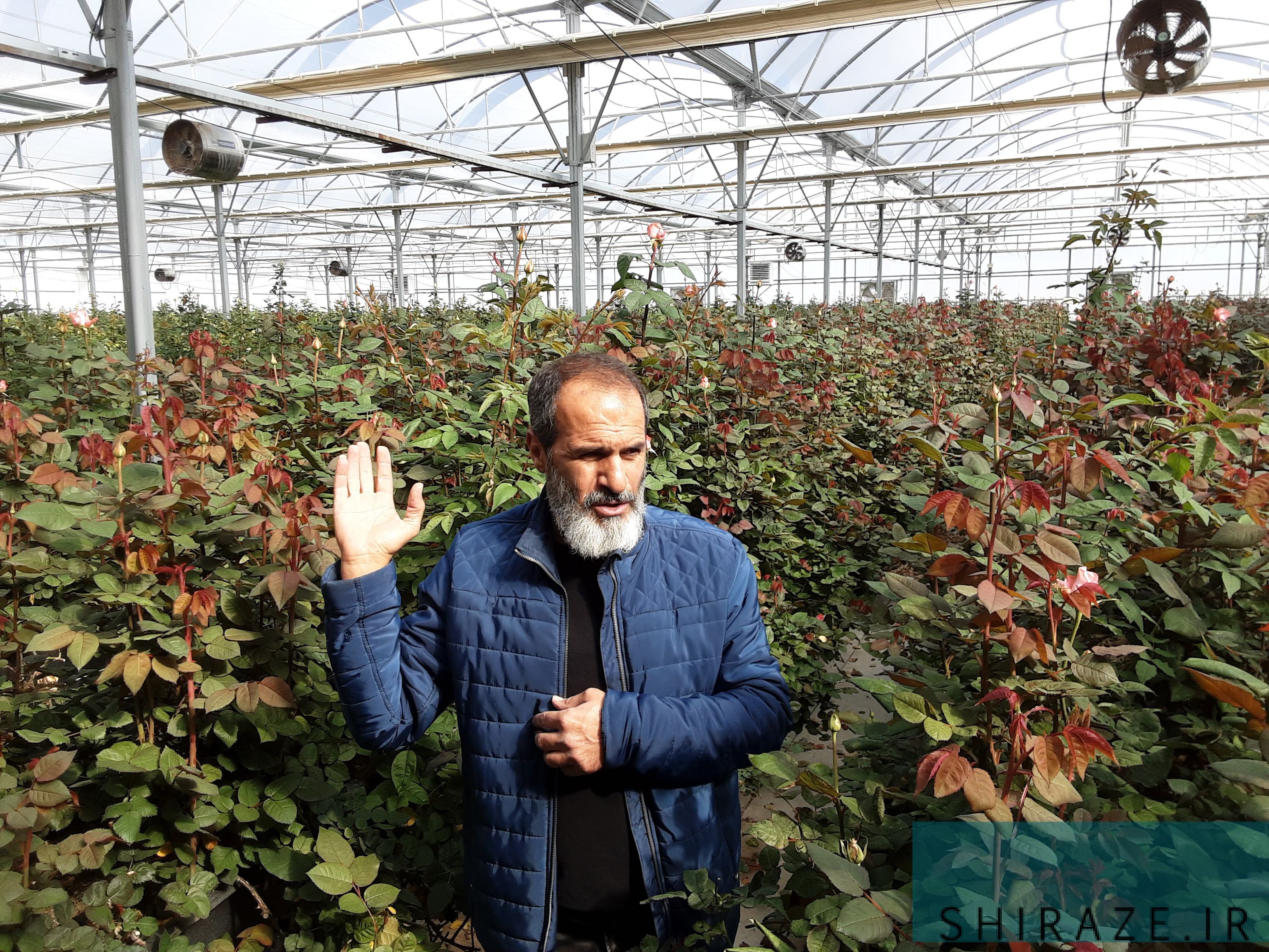 بازدید از گلخانه هیبریدی تولید گل رز