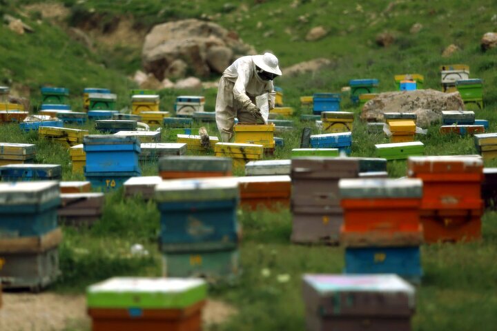 رتبه سوم فارس در تولید عسل و فرآوردههای آن در کشور رتبه سوم فارس در تولید عسل و فرآوردههای آن در کشور