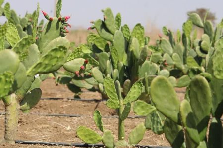 کشت کاکتوس اپونتیا توسط کشاورز بیضایی کشت کاکتوس اپونتیا توسط کشاورز بیضایی