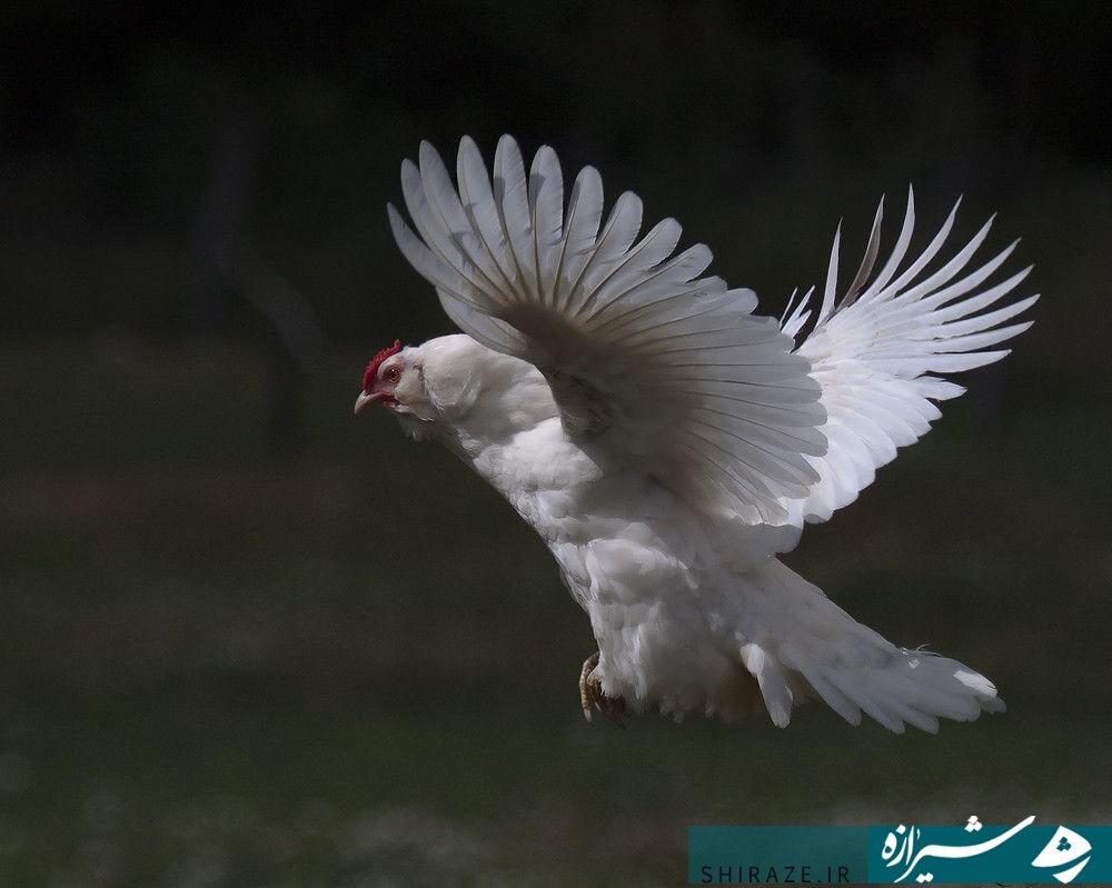بازار مرغ باز هم بر فرکانس گرانی چرخید بازار مرغ باز هم بر فرکانس گرانی چرخید