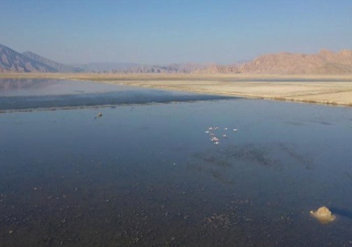 جاری‌شدن زندگی در تالاب کمجان