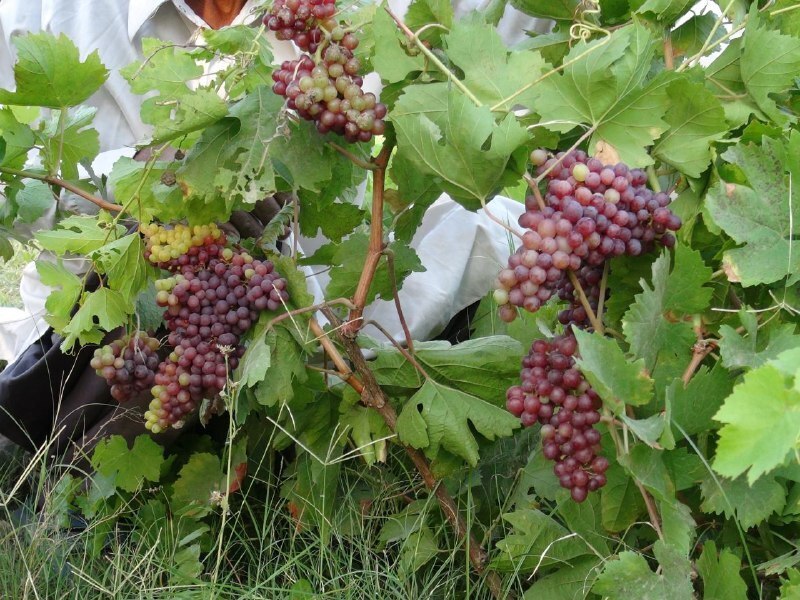 آغاز برداشت انگوریاقوتی در شهرستان مهر 