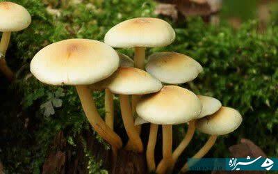 روز طبیعت و خطر مسمومیت با قارچ‌ها