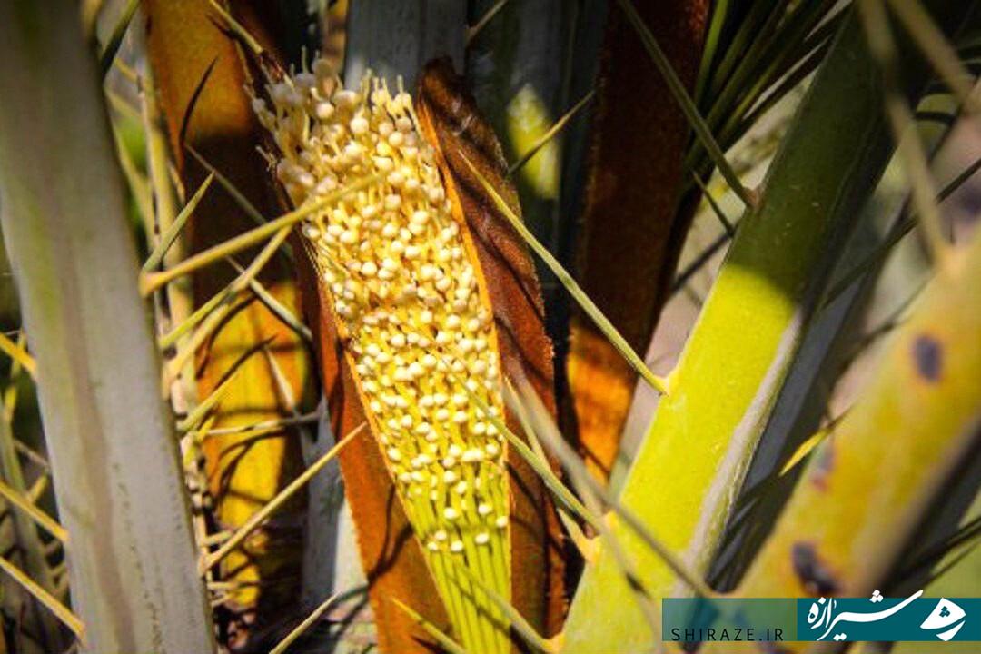 آغاز گرده‌افشانی نخیلات در شهرستان خفر
