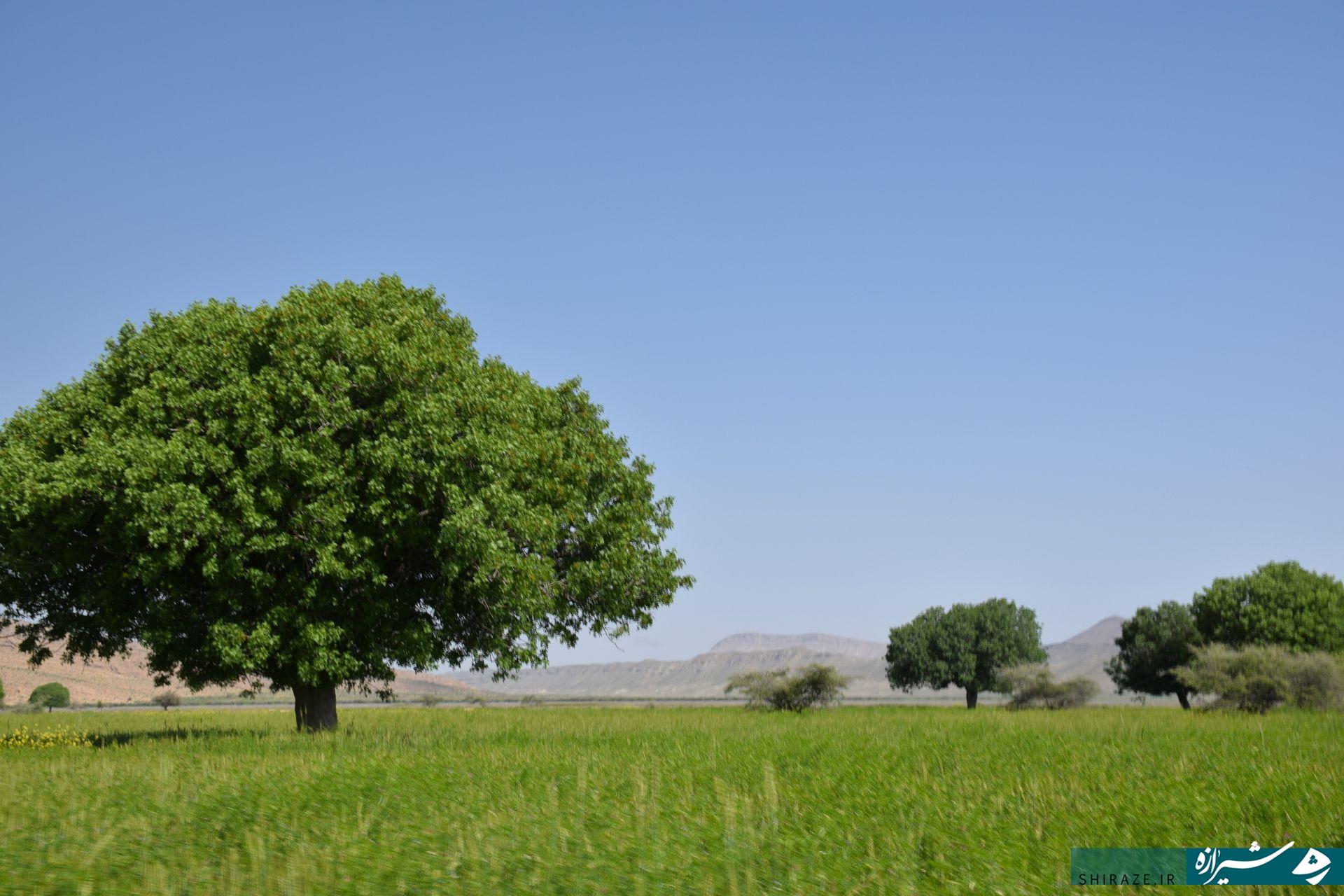ثبت ملی درختان کهن‌سال بَنه بُن‌دشت زرین‌دشت