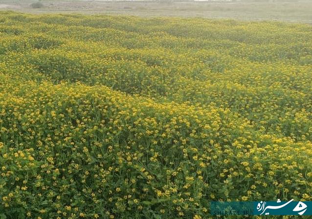 گُل‌دهی مزارع گیاه دارویی «عدس‌الملک» خفر. 