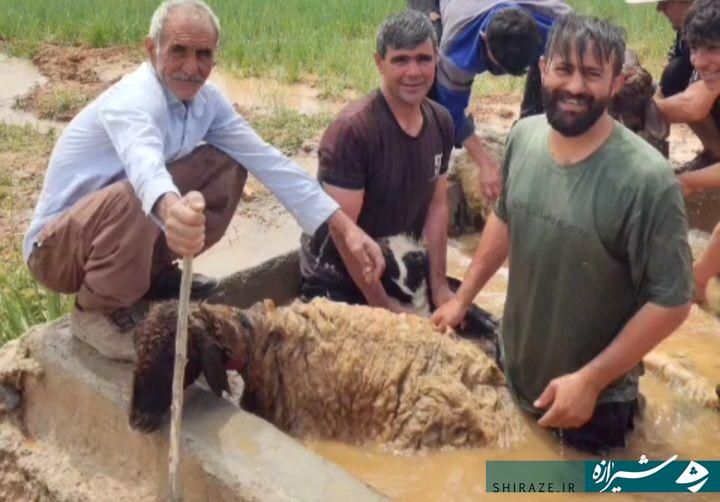 آیین سنتی شست‌وشوی بهاره دام (میش شوری)