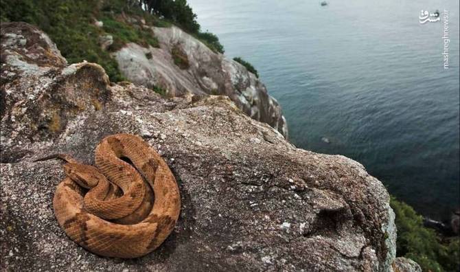 جزیره مارها (Snake Island)، برزیل/ این جزیره محل زندگی یکی از گونههای کشنده مار به نام افعی طلایی است. زهر این مار گوشت تن را آب میکند.بیش از ۴۰۰۰ افعی طلایی در این جزیره زندگی میکند. بهطوریکه در هر ۵ کیلومتر مربع، یک مار دیده میشود. دولت برزیل بازدید از این جزیره را برای عموم ممنوع کرده است جز سالی یکبار آنهم برای دانشمندانی که روی مارها مطالعه میکنند جزیره مارها (Snake Island)، برزیل/ این جزیره محل زندگی یکی از گونههای کشنده مار به نام افعی طلایی است. زهر این مار گوشت تن را آب میکند.بیش از ۴۰۰۰ افعی طلایی در این جزیره زندگی میکند. بهطوریکه در هر ۵ کیلومتر مربع، یک مار دیده میشود. دولت برزیل بازدید از این جزیره را برای عموم ممنوع کرده است جز سالی یکبار آنهم برای دانشمندانی که روی مارها مطالعه میکنند