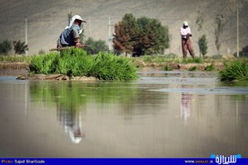برنجکاری در رامجرد فارس