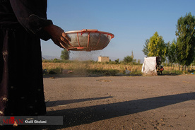برداشت گل آفتابگردان در مزارع خوی