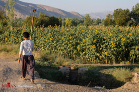 برداشت گل آفتابگردان در مزارع خوی