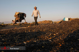 برداشت گل آفتابگردان در مزارع خوی