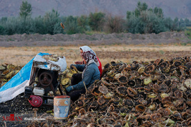 برداشت گل آفتابگردان در مزارع خوی