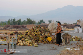 برداشت گل آفتابگردان در مزارع خوی