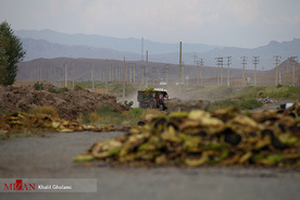 برداشت گل آفتابگردان در مزارع خوی