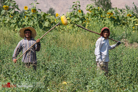 برداشت گل آفتابگردان در مزارع خوی