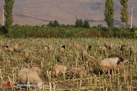 برداشت گل آفتابگردان در مزارع خوی