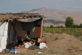 برداشت گل آفتابگردان در مزارع خوی