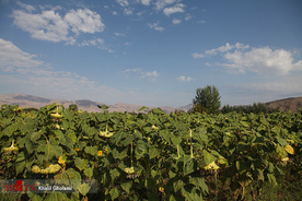 برداشت گل آفتابگردان در مزارع خوی