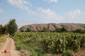 برداشت گل آفتابگردان در مزارع خوی