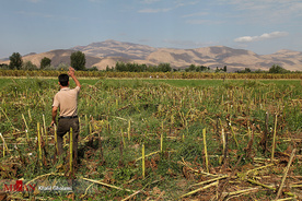 برداشت گل آفتابگردان در مزارع خوی