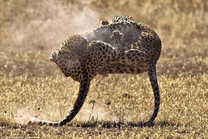 نبرد دو پلنگ ماده برای دستیابی به قدرت