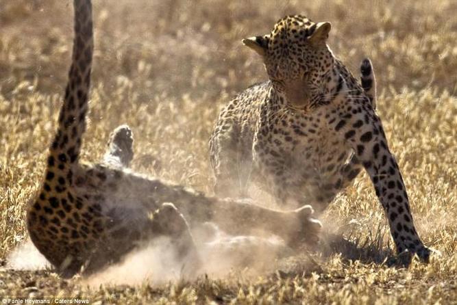 نبرد دو پلنگ ماده برای دستیابی به قدرت