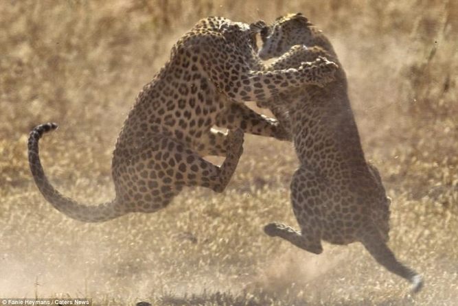 نبرد دو پلنگ ماده برای دستیابی به قدرت