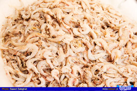               میگوی بوشهری