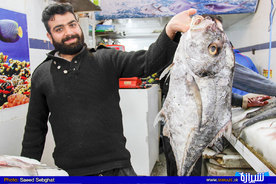                         ماهی مقوا