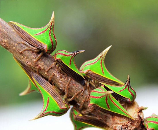 شکوفههای زیبای این درخت؟! اینها در اصل موجوداتی خار مانند به نام Umbonia Spinosa اند که فرازمینی به نظر میرسند. شکوفههای زیبای این درخت؟! اینها در اصل موجوداتی خار مانند به نام Umbonia Spinosa اند که فرازمینی به نظر میرسند.