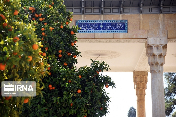 برداشت نارنج از آرامگاه حافظیه / عکاس: شیوا عطاران 
خبرگزاری ایرنا