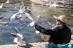 «مرغان کاکایی» در شیراز عکاس فاطمه مداح