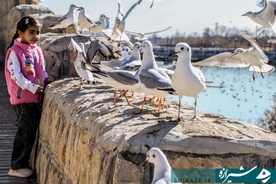 «مرغان کاکایی» در شیراز عکاس فاطمه مداح