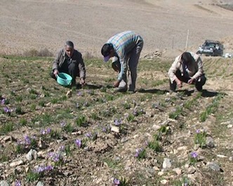 برداشت طلای سرخ از 30 هکتار مزارع بوانات